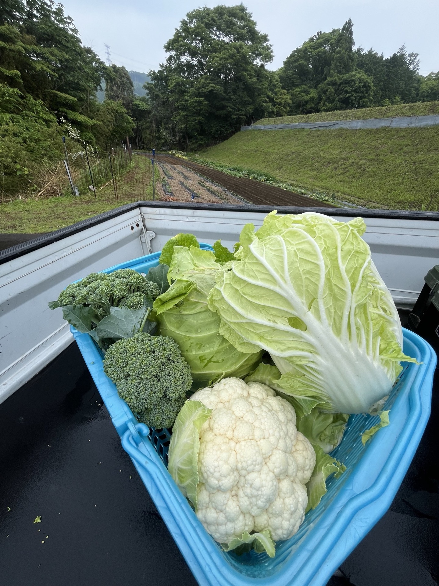 収穫した自然農の野菜